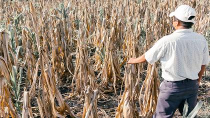 Un agricultor muestra su cosecha de maíz marchita tras una sequía en el sur de Guatemala. © ACNUR/Ruben Salgado Escudero