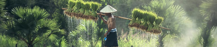 Sistema mundial de información de la FAO sobre el agua en la agricultura